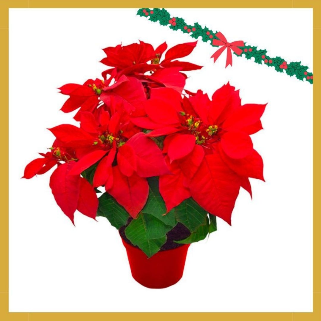 stella di natale regali beneficenza regali natale per beneficenza