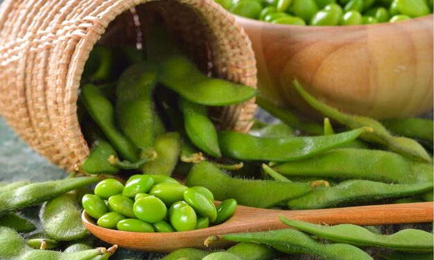 Soia e tumore: falsi miti sui fitoestrogeni