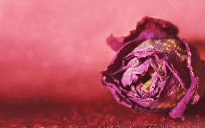 Atrofia vulvare da terapie oncologiche: quali rimedi